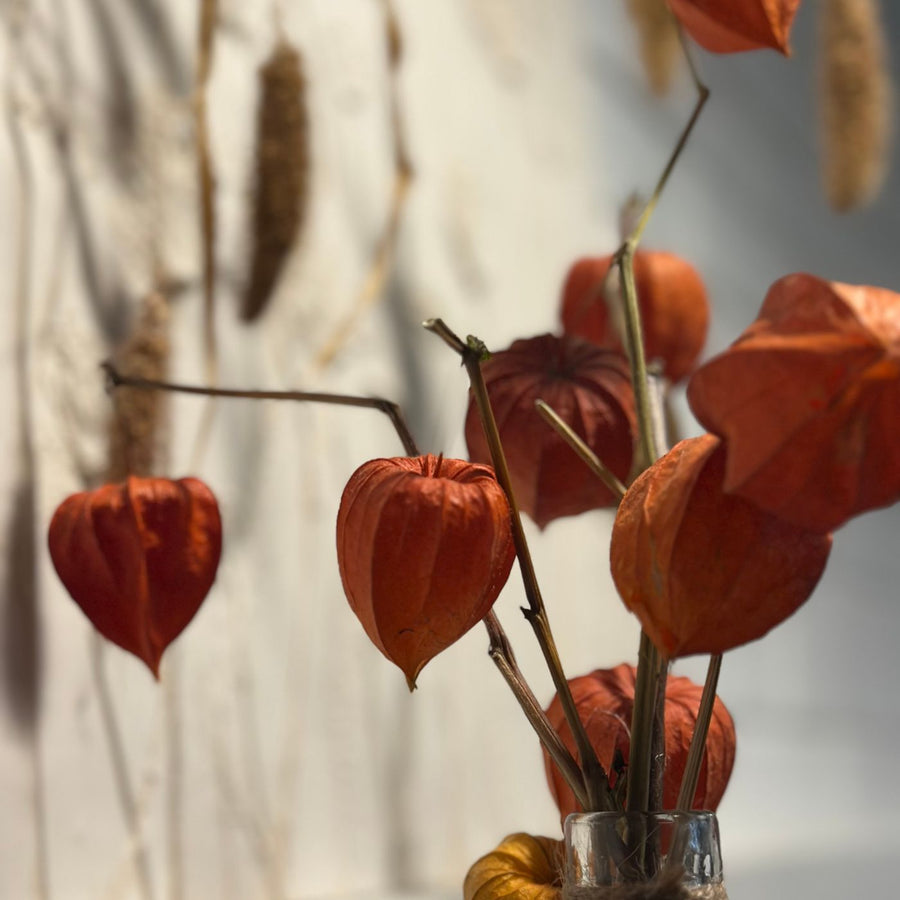Amphora Stem Vase
